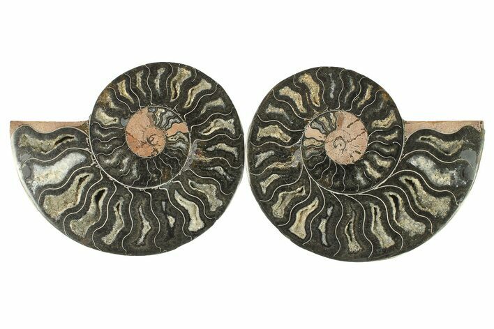 Cut & Polished Ammonite Fossil - Unusual Black Color #286619